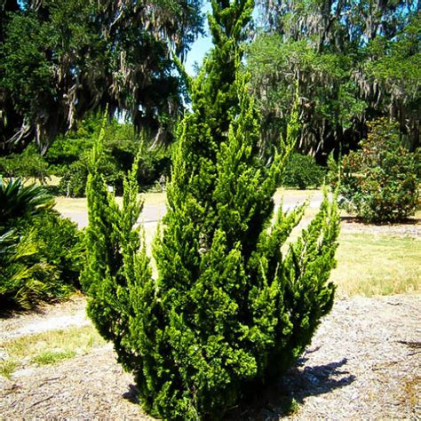 Hollywood Juniper For Sale The Tree Center