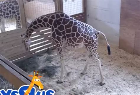 April The Giraffe News Updates Live Stream As Pregnant Giraffe Gives Birth Nature News