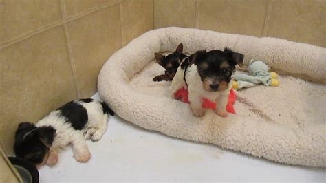 We did not find results for: 6 week old yorkie puppies - YouTube