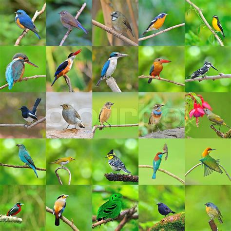 Collection Of Birds Stock Image Colourbox