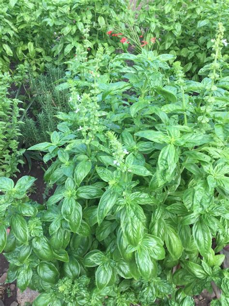 Preventing Basil From Flowering Thriftyfun