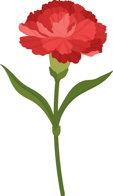 Red Carnation Flower Hand Drawn Illustration 9842172 Png