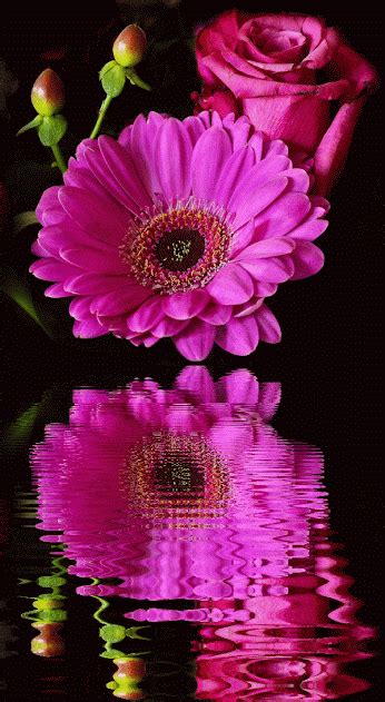 Flor Reflejo  Flowers  Different Flowers Flowers Photography