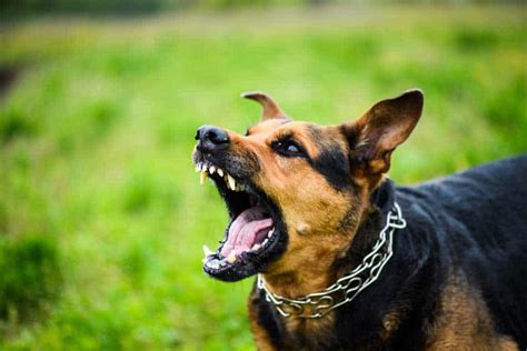 San Antonio Dog Bite Lawyer Animal Attack Injury The Echavarria Law Firm