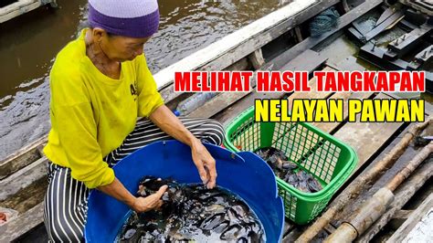 Melihat Ikan Hasil Tangkapan Nelayan Pawan Damainya Hidup Di Desa