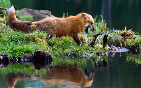 Wallpaper Water Nature Reflection Grass Wildlife Fur Zoo Baby