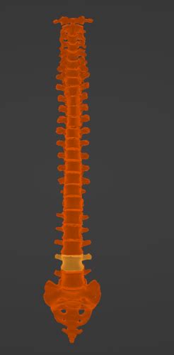 3d Model Of Vertebral Column Spine And Pelvis