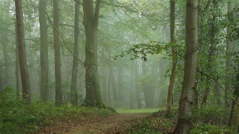 Forest Stock Footage And Videos 913587 Stock Videos