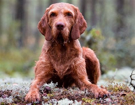 20 Wirehaired Vizsla Dog Care Tips For New Owners