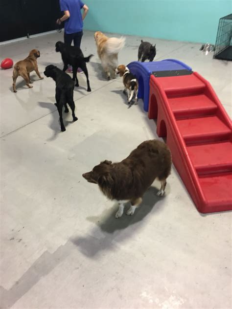 47 Dog Daycare Near Me Image – Animal lovers love to have these pets