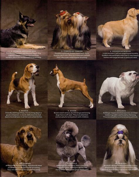 Dog Breeds Brought To You By Dog Breeds