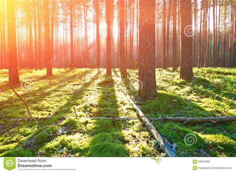 Sunrise In Pine Forest Stock Photo Image Of Light Birch 66075860