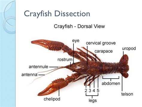 Crayfish Dissection Diagram Quizlet