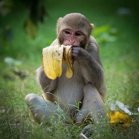 A Baby Monkey Eating Banana From The Trash 🐒 Baby Monkey Monkey