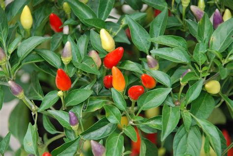 Culinary Encounters Chinese 5 Color Pepper Plant