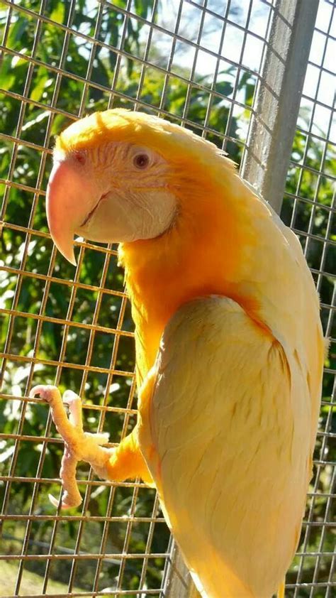 Very Rare Golden Macaw One Would Cost You About 80000 Parrot Pet