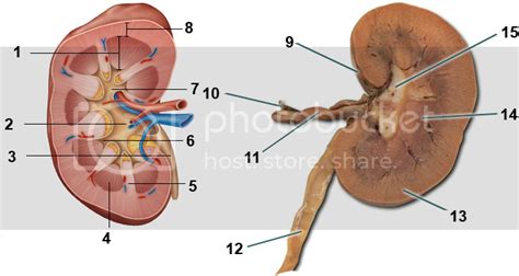 The first version is an all in one a4 sheet that has the diagram and labels that can be cut out and stuck on. Labeling the Kidney (And Sheep Kidney) Quiz - By dilatory