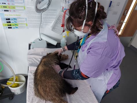 Video Badger Rescued From M5 Motorway By Local Wildlife Rescuers