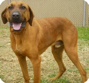 To start off your search for one of these mixed breed puppies, it's a good idea to know what type of hound you want to use. Duke | Adopted Dog | Catering to Cats and Dogs | Lincolnton, NC | Redbone Coonhound/Labrador ...