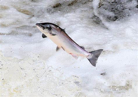 Salmon Jumping Upstream