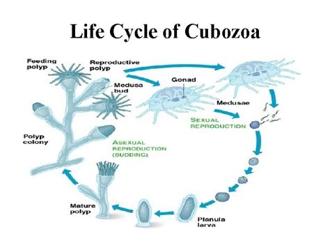 The Radiate Animals Phylum Cnidaria Classes Hydrozoa Scyphozoa