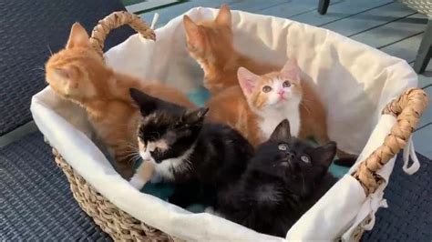 Pet Chek Kitten Crazy With Colin And Doreen And The Australia Litter