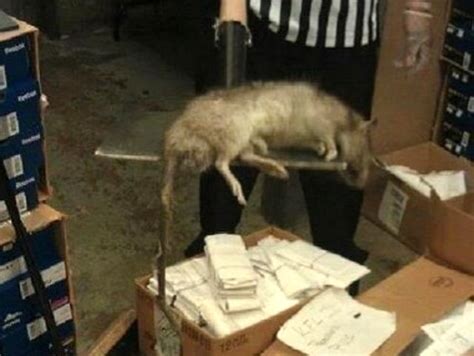 Giant Gambian Pouched Rat Allegedly Found In Bronx Footlocker