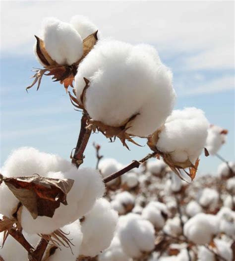 Raw Cotton At Best Price In Pune Vaidika Agro Solutions Pvt Ltd