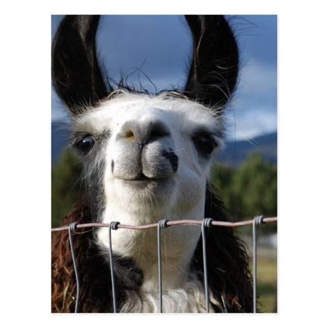 Funny Smiling Llama In Southern Oregon Postcard Zazzle Postcard