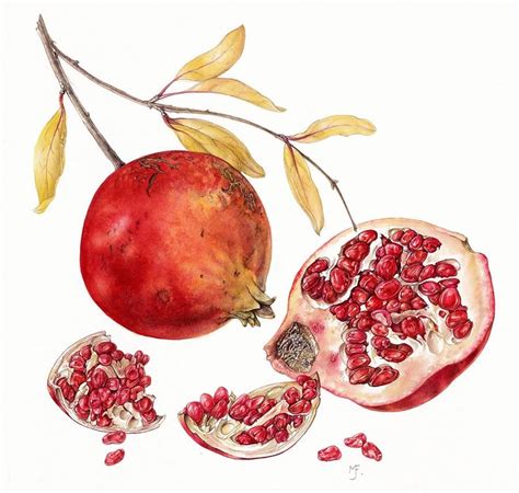 Pomegranate Botanical Drawing