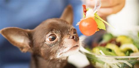 Can Dogs Eat Tomatoes The Vets