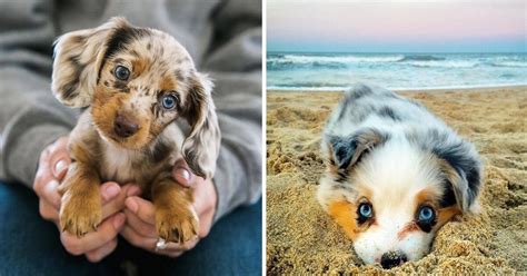The Most Cutest Puppy In The World Photos All Recommendation