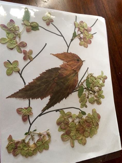 Pin By Svetlana Shirshova On Pressed Flower Art Pressed Flower Art