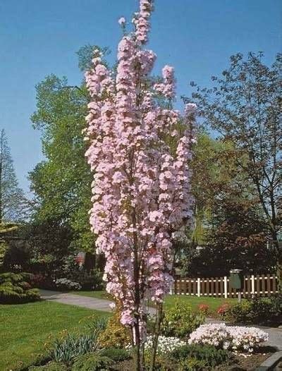 Narrow Trees For Small Yards That Pack A Punch Small Trees For Garden