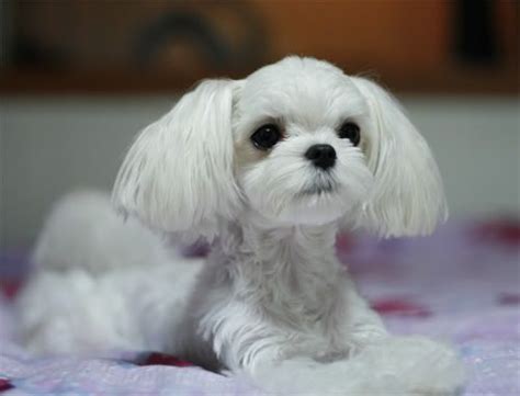 Maltese Puppy Haircuts Dog Haircuts Maltese Dogs Dogs And Puppies