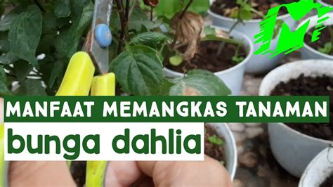 Manfaat Memangkas Tanaman Bunga Dahlia Cara Memangkas Tanaman Bunga