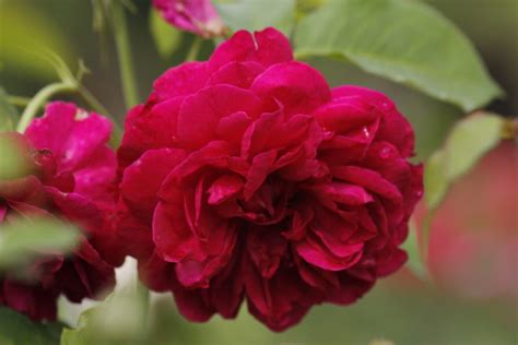 5 Interesting Facts About Roses Frisella Nursery