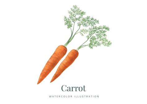 Premium Vector Handdrawn Watercolor Carrot