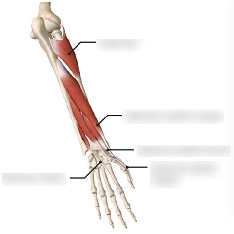 Deep Layer Of The Posterior Forearm Diagram Quizlet