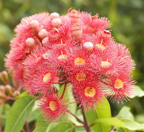 Pink Red Flowers Gum Tree Eucalyptus Phytocarpa Stock