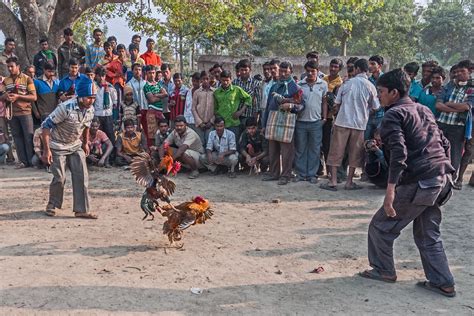 In Many Villages Of Eastern India Cock Fight Is Arranged Regularly