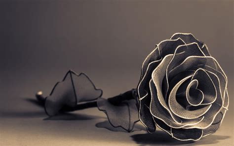 Black And White Rose Wallpapers Wallpaper Cave