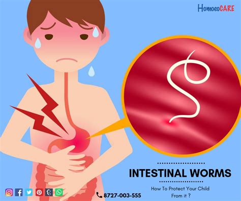 homoeocare homeopathy intestinal parasites intestinal tract