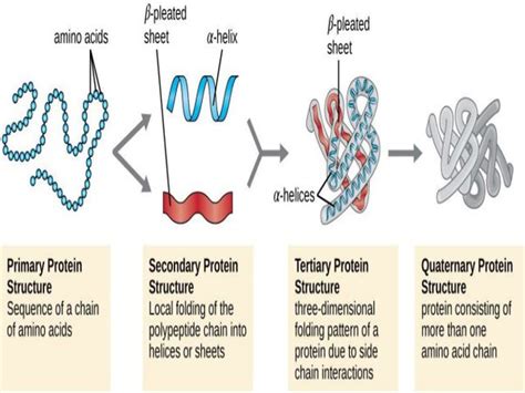 Which Of The Following Begins The Process Of Denaturing Proteins