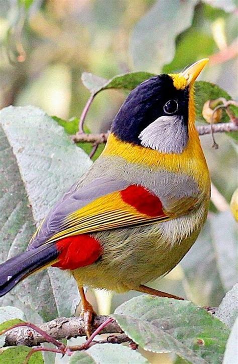 35 Most Colorful Animals In The World Mammals Birds Insects Reptiles