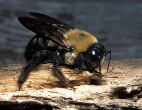 √ Do Black Bumble Bees Sting Which Bees Sting And Which Don T Know