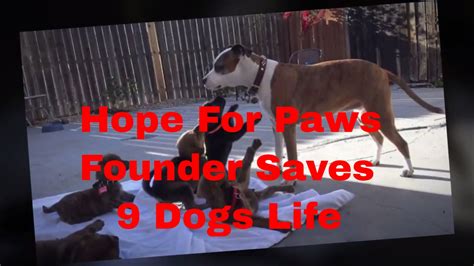 Founded by eldad and audrey hagar in 2008, hope for paws rescues animals facing death or danger through abuse or abandonment. Dog Rescue : Founder Of Hope For Paws Saves Life Of 9 Dogs ...