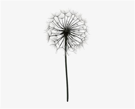 Dandelion Black And White Drawing At Explore
