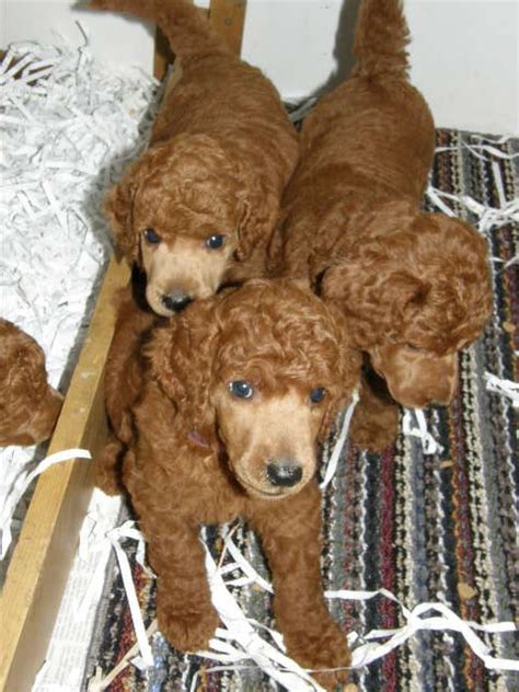 The miniature poodle dog is among the favorite breeds of pet owners. red shaved faces! more puppy pics (5wks old) - Poodle Forum - Standard Poodle, Toy Poodle ...