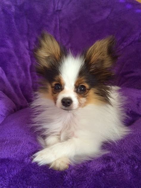 At sunshine papillons we breed quality akc registered papillon puppies in florida. Road's End Papillons : 4.5 old Papillon Puppy